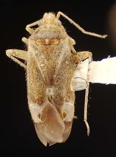 Austropsallus helichrysi, AMNH PBI00095590