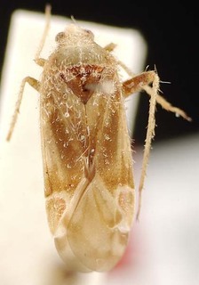 Austropsallus middelburgensis, AMNH PBI00095591