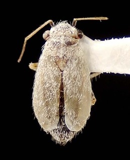 Lattinophylus artemisii, AMNH PBI00095563