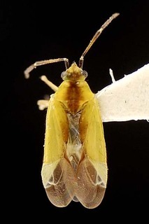Macrotylus dorsalis, AMNH PBI00095599