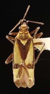 Macrotylus essigi, AMNH PBI00095601