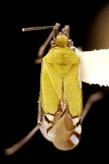 Macrotylus geminus, AMNH PBI00095603