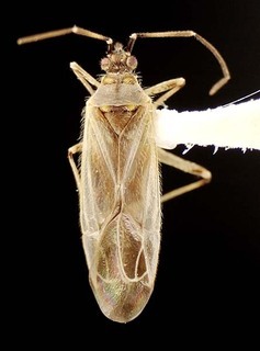 Macrotylus lineolatus, AMNH PBI00095605