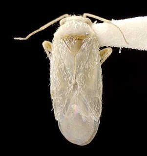 Nevadocoris lattini, AMNH PBI00095568