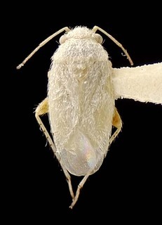 Nevadocoris lattini, AMNH PBI00095569