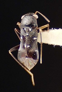 Pilophorus pilosus, AMNH PBI00095513