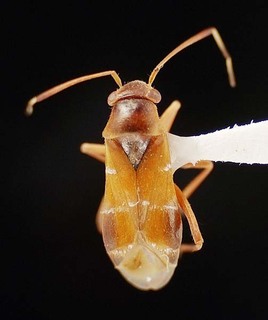 Pilophorus salicis, AMNH PBI00095517