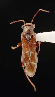 Pilophorus schwarzi, AMNH PBI00095518