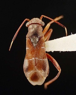 Pilophorus schwarzi, AMNH PBI00095519
