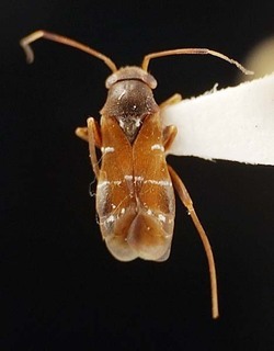 Pilophorus setiger, AMNH PBI00095521
