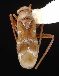 Pilophorus tomentosus, AMNH PBI00095522