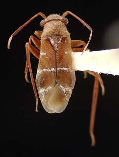 Pilophorus tomentosus, AMNH PBI00095523