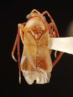 Pilophorus torrevillasi, AMNH PBI00095524
