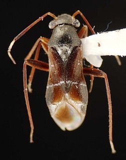 Pilophorus vicarius, AMNH PBI00095529