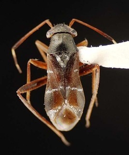 Pilophorus vicarius, AMNH PBI00095530
