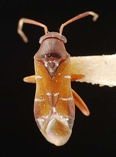 Pilophorus walshii, AMNH PBI00095531