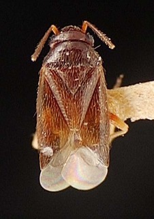 Sthenaridea araguaiana, AMNH PBI00095545