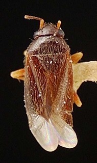 Sthenaridea araguaiana, AMNH PBI00095546