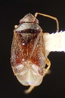 Sthenaridea australis, AMNH PBI00095548