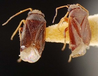Sthenaridea carmelitana, AMNH PBI00095549