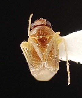 Sthenaridea carvalhoi, AMNH PBI00095550