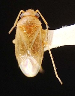 Sthenaridea carvalhoi, AMNH PBI00095551