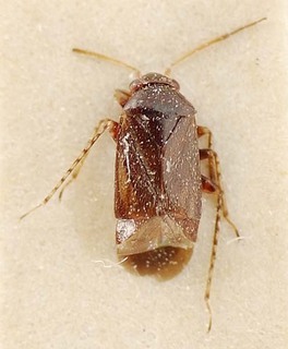 Sthenaridea nigra, AMNH PBI00095552