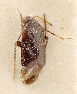 Sthenaridea nigra, AMNH PBI00095553