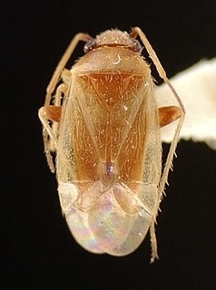 Sthenaridea pacificae, AMNH PBI00095555