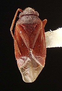 Sthenaridea papuensis, AMNH PBI00095533