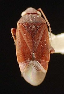 Sthenaridea papuensis, AMNH PBI00095534