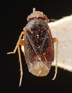 Sthenaridea rondonia, AMNH PBI00095535