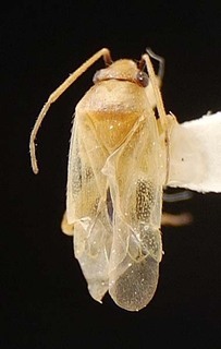 Sthenaridea suturalis, AMNH PBI00095541