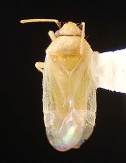 Sthenaridea suturalis, AMNH PBI00095542