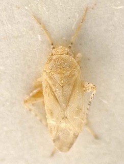 Badezorus signaticornis, AMNH PBI00095633