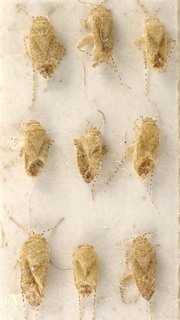 Badezorus tomentosus, AMNH PBI00095635