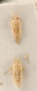 Camptotylidea astarte, AMNH PBI00095659