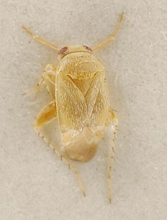 Campylomma acaciae, AMNH PBI00095672
