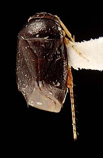 Campylomma atra, AMNH PBI00095674