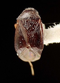 Campylomma atra, AMNH PBI00095675