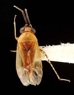Campylomma biak, AMNH PBI00095676