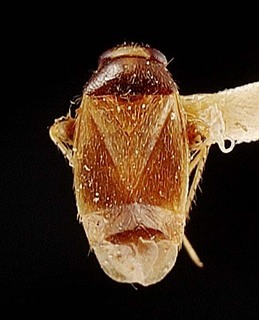 Campylomma brunneicollis, AMNH PBI00095702