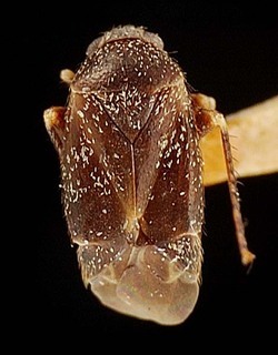 Campylomma collina, AMNH PBI00095704