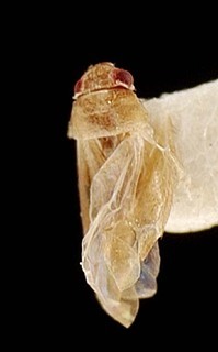 Campylomma cookensis, AMNH PBI00095705