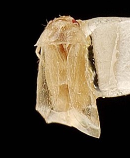Campylomma cookensis, AMNH PBI00095706