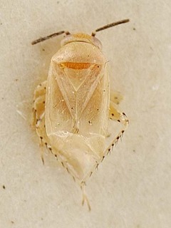 Campylomma diversicornis, AMNH PBI00095698