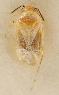 Campylomma diversicornis, AMNH PBI00095699
