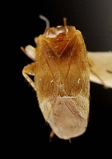 Campylomma fusca, AMNH PBI00095709
