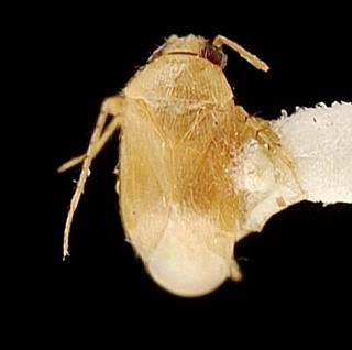Campylomma guadalcanalica, AMNH PBI00095710