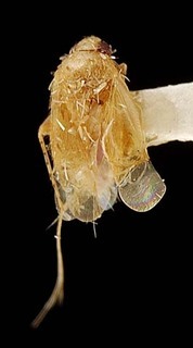 Campylomma guadalcanalica, AMNH PBI00095711